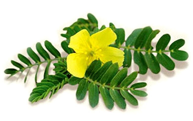 Gluconol contiene Tribulus terrestris